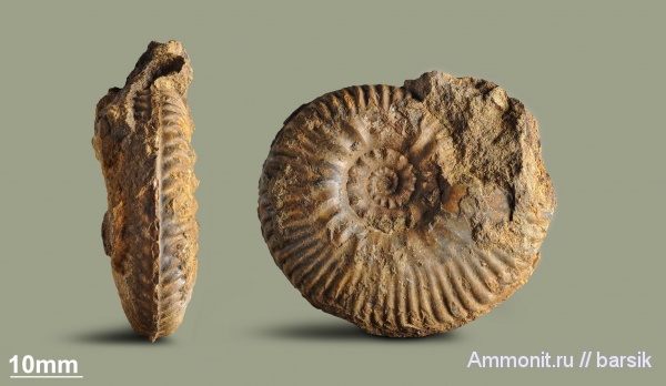 аммониты, юра, Россия, Bredyia, Hammatoceratidae