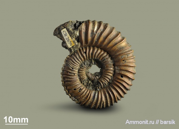 аммониты, юра, Peltoceratoides