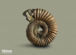 Аммонит 36