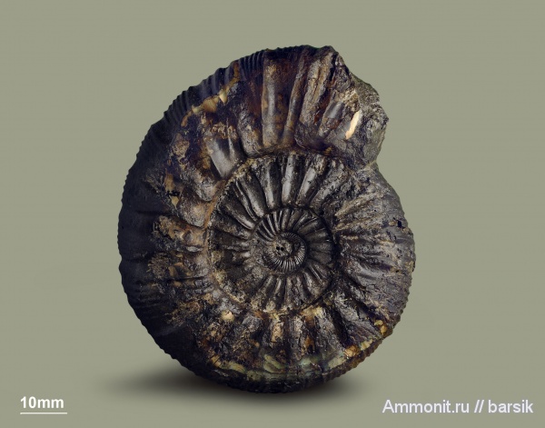 аммониты, юра, Россия, Zaraiskites, волжский ярус