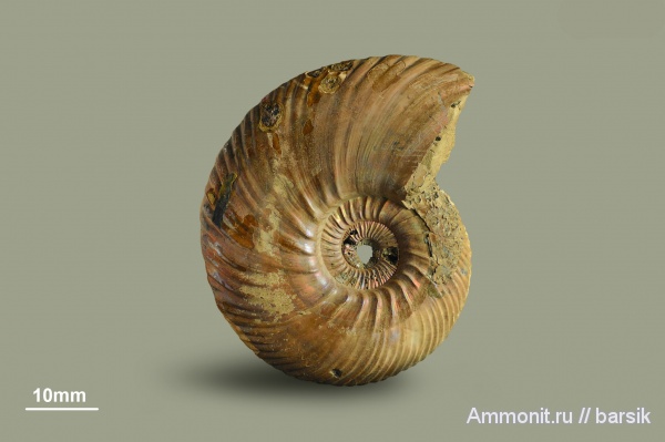 аммониты, юра, Россия, келловей, Quenstedtoceras