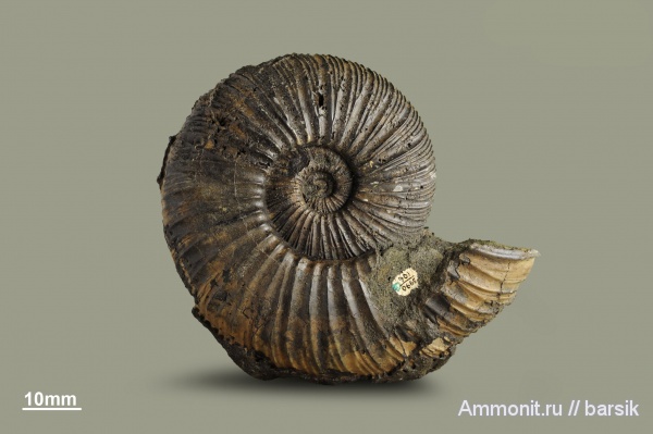 аммониты, юра, Россия, Virgatites, волжский ярус