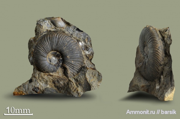 аммониты, юра, Россия, тоар, Dumortieria