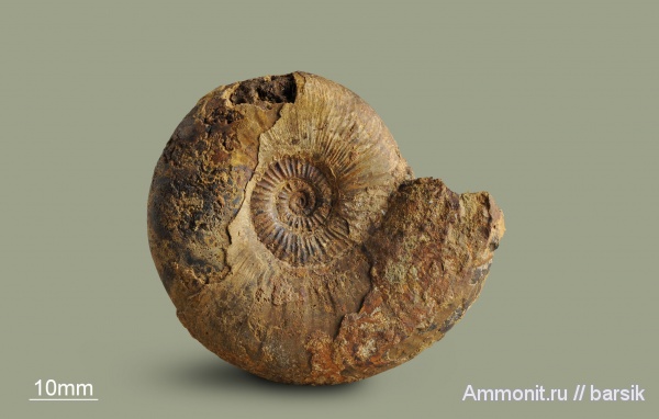 аммониты, юра, Россия, тоар, Dumortieria