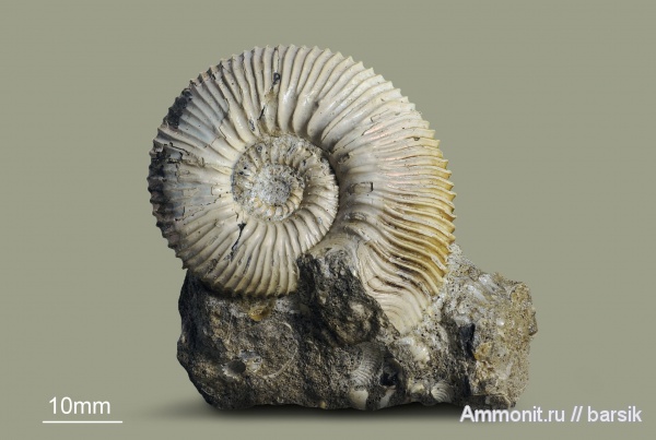 аммониты, юра, Россия, Toricellites, Toricellites curticornutus