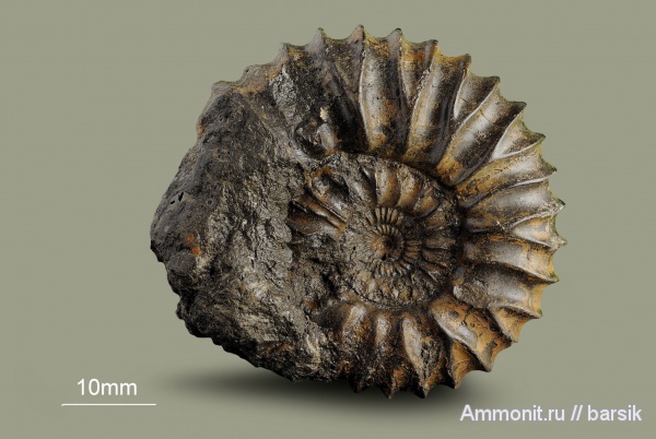 аммониты, юра, Россия, Pavlovia