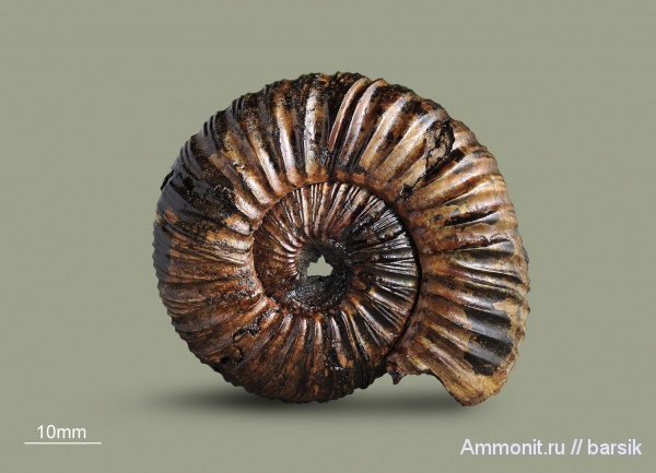 аммониты, юра, Россия, Virgatites