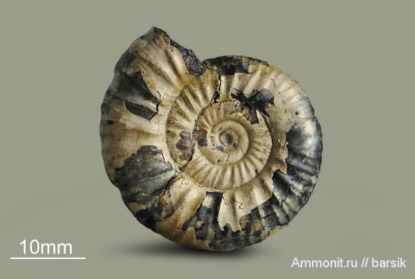 аммониты, юра, Россия, Proplanulites