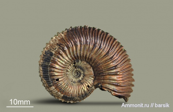 аммониты, юра, Россия, Kosmoceras, Kosmoceras duncani