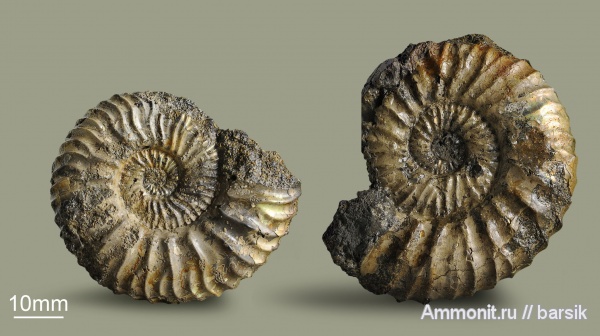 аммониты, юра, Россия, Riasanella, Riasanella rausingi