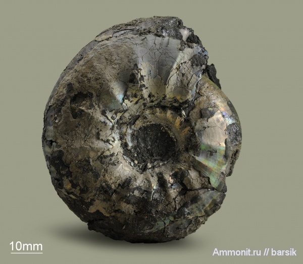 аммониты, юра, Россия, Craspedites, Craspedites ultimus