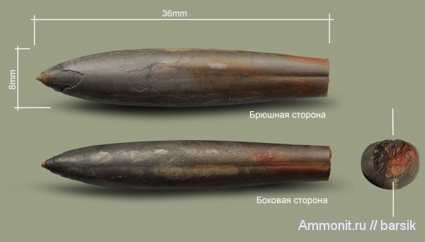 белемниты, юра, ростры, р. Большой Зеленчук, Bajocian, Jurassic