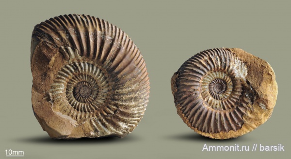 аммониты, юра, Россия, байос, Parkinsonia, Parkinsoniа densicosta, Джангура