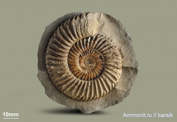 аммониты, юра, Россия, Rarecostites, Кяфар