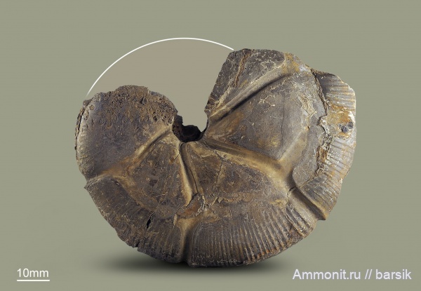 аммониты, юра, Россия, байос, Holcophylloceras, Кяфар