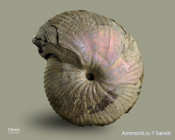 аммониты, юра, Россия, Arcticoceras, Arcticoceras ishmae