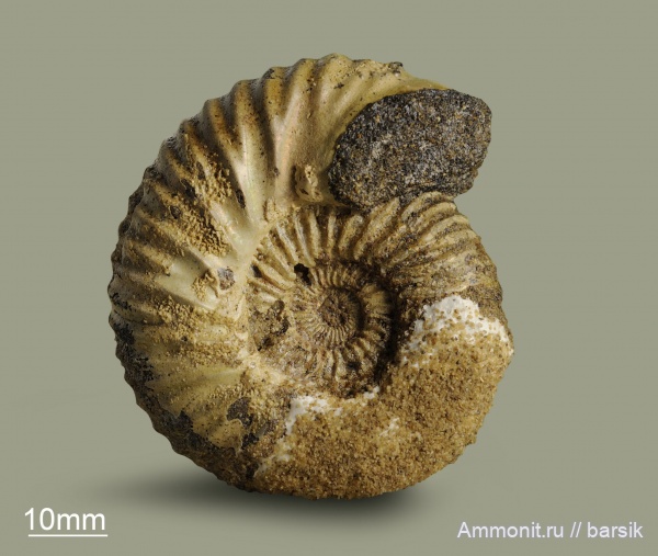 аммониты, юра, Россия, бат, Paracadoceras, Мордовия