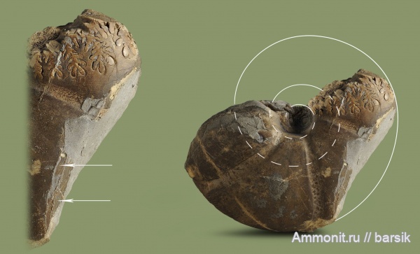 аммониты, юра, Россия, байос, прижизненные повреждения, Calliphylloceras, Calliphylloceras platilateralis, ventral bite marks, Кяфар