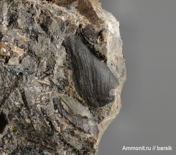 Leioceras, Bredyia, Graphoceratidae, аален, Cornaptychus, Hammatoceratinae