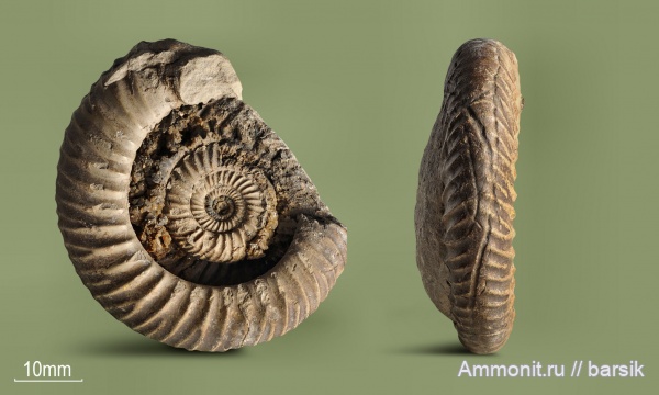 аммониты, байос, Rarecostites, Кяфар