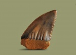 Palaeocarcharodon cf. orientalis