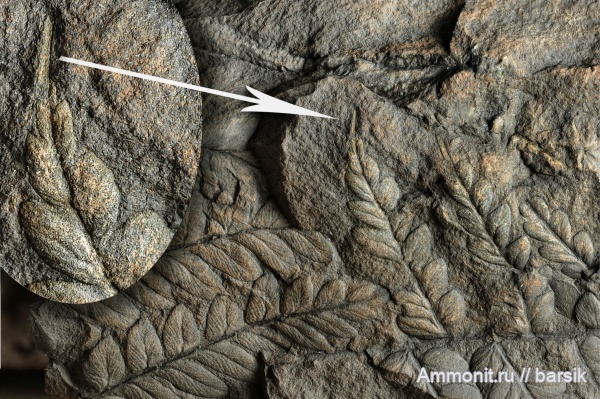 карбон, Mariopteris, Семенные папоротники