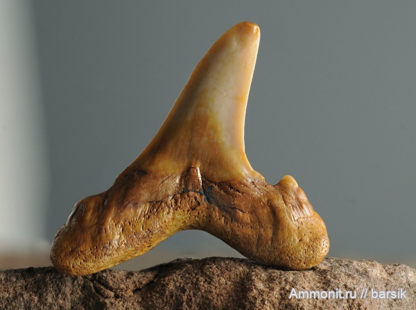 зубы, акулы, Ростовская область