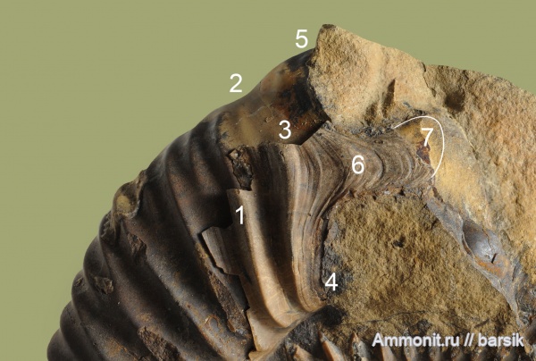аммониты, байос, Rarecostites, Кяфар