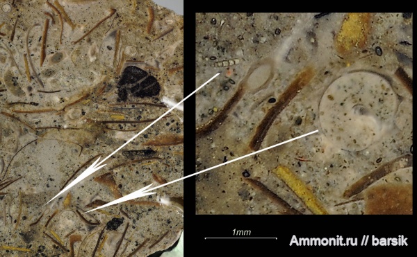 фораминиферы, Leioceras, Bredyia, Graphoceratidae, аален, Hammatoceratinae