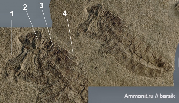 насекомые, нижний мел, Бурятия, стрекозы, Hemeroscopus baissicus