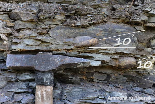 аммониты, байос, Rarecostites, Кяфар