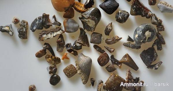 карбон, рыбы, зубы, акулы