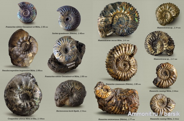 аммониты, мел, Россия