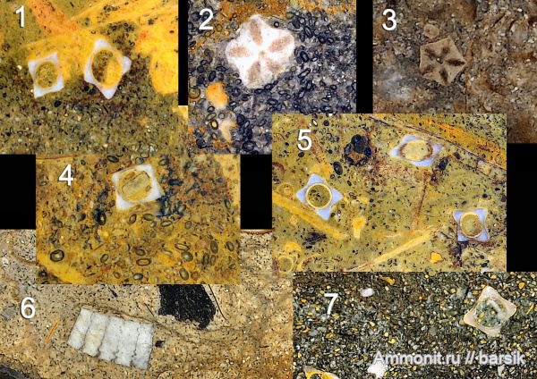 морские лилии, Северный Кавказ, аален