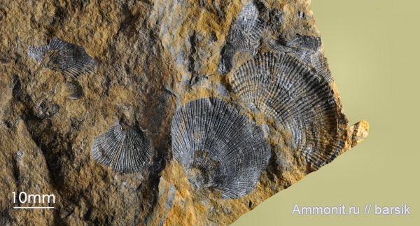 брахиоподы, карбон, Ростовская область