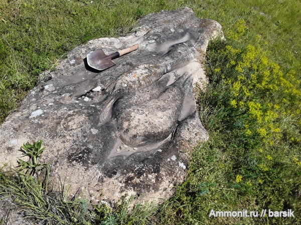 водоросли, сармат