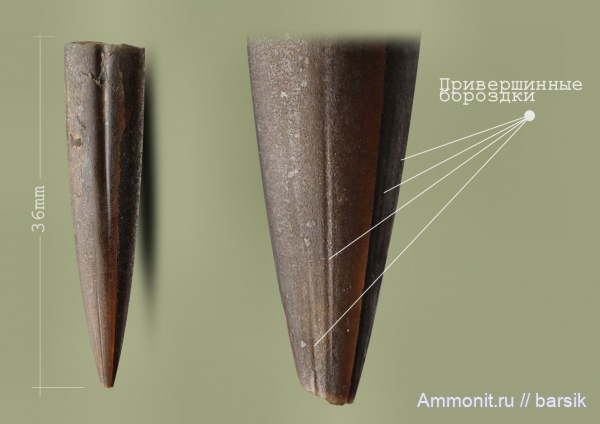 белемниты, юра, ростры, байос, привершинные бороздки