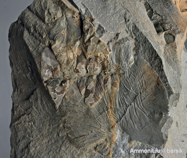 карбон, птеридоспермы, Cyclopteris