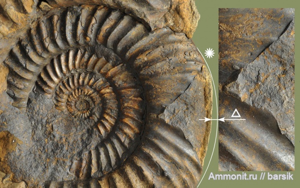 аммониты, байос, вентральные укусы, ventral bite marks, Rarecostites, Кяфар