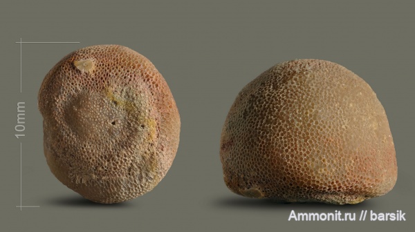 ордовик, мшанки