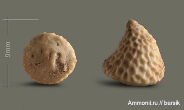 иглокожие, ордовик