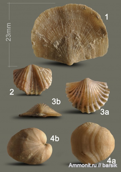брахиоподы, ордовик
