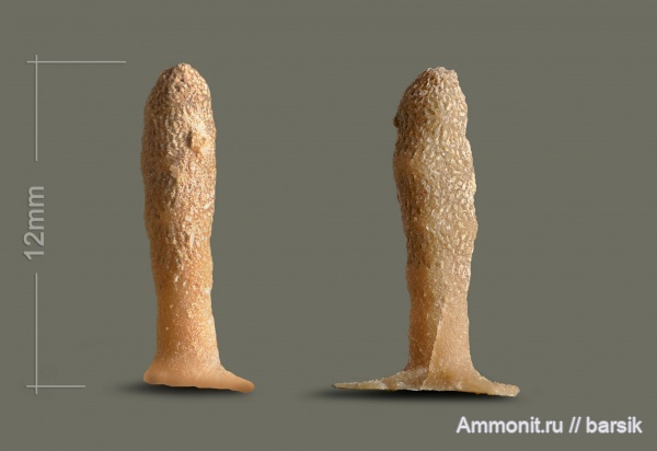 ордовик, мшанки, Dittopora clavaeformis