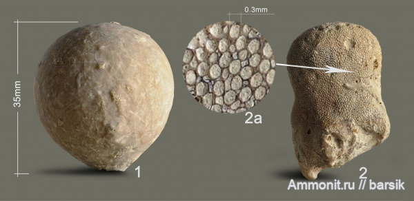 иглокожие, ордовик, мшанки