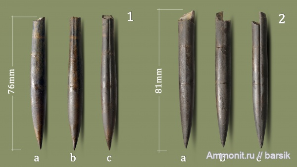 белемниты, юра, ростры, Dicoelites octobris