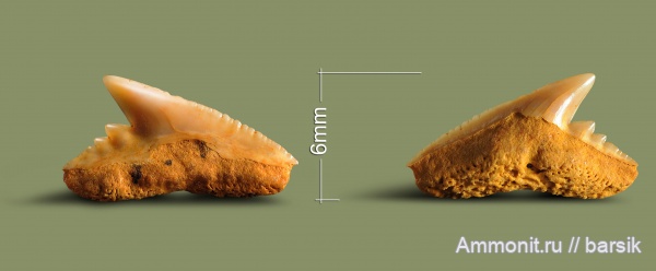 зубы, акулы, Ростовская область, Physogaleus