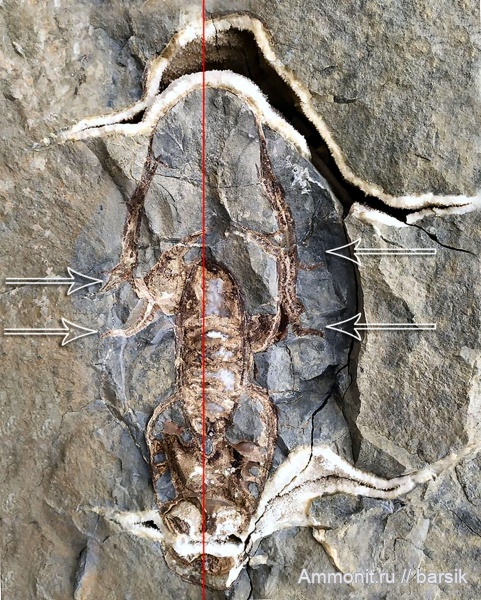 аммониты, мел, Россия