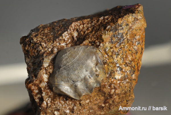 брахиоподы, байос, аален