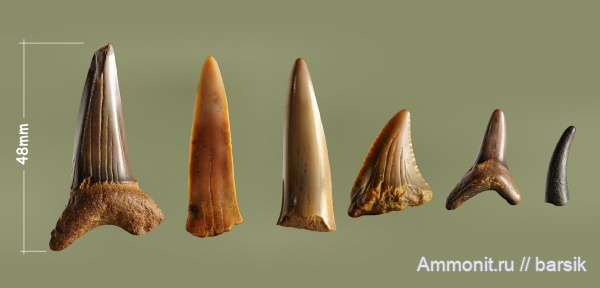 зубы, акулы, Ростовская область