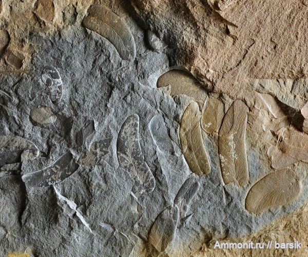 карбон, Neuropteris, Семенные папоротники